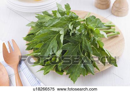 Ashitaba View Large Photo Image Stock Photography - Ashitaba. Fotosearch