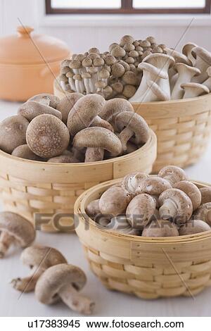 Stock Photography - Mushroom. Fotosearch