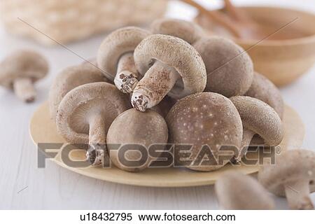 Stock Photography - Shiitake Mushroom. Fotosearch