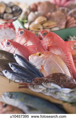 Stock Photography - Seafood. Fotosearch