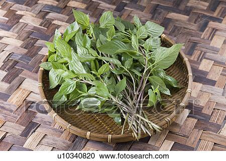 Stock Image - Sweet Basil. Fotosearch