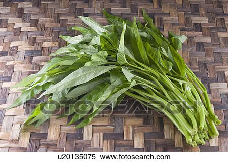 Water Spinach View Large Photo Image Stock Photography - Water Spinach. Fotosearch