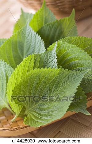 Stock Image - Kketnip. Fotosearch
