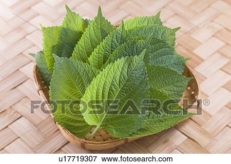 Stock Photo - Kketnip. Fotosearch
