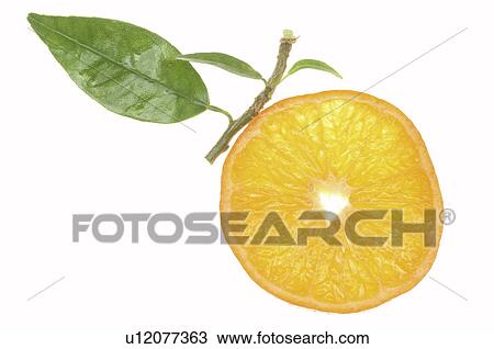 A slice of orange View Large Photo Image Stock Image - A slice of orange. Fotosearch