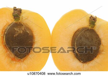 Stock Photo - Apricot halved. Fotosearch