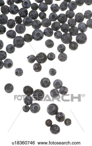 Billberry View Large Photo Image Stock Photograph - Billberry. Fotosearch