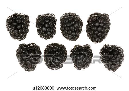 Stock Image - Blackberry. Fotosearch