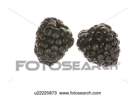 Blackberry View Large Photo Image Stock Image - Blackberry. Fotosearch