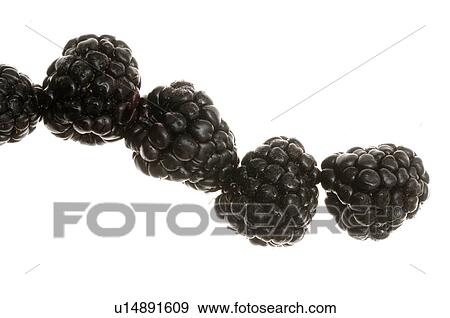 Blackberry View Large Photo Image Stock Photo - Blackberry. Fotosearch