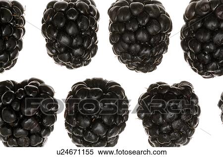 Blackberry View Large Photo Image Stock Photography - Blackberry. Fotosearch