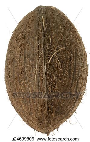 Coconut View Large Photo Image Stock Photograph - Coconut. Fotosearch