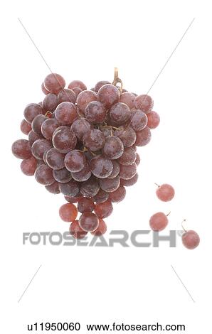 Grapes View Large Photo Image Stock Image - Grapes. Fotosearch