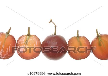 Stock Photograph - Grapes. Fotosearch