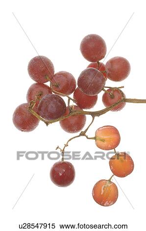 Stock Photography - Grapes. Fotosearch