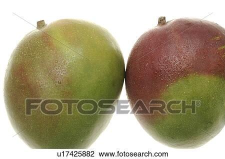 Mango View Large Photo Image Stock Image - Mango. Fotosearch