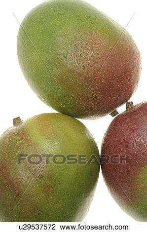 Mango View Large Photo Image Stock Image - Mango. Fotosearch