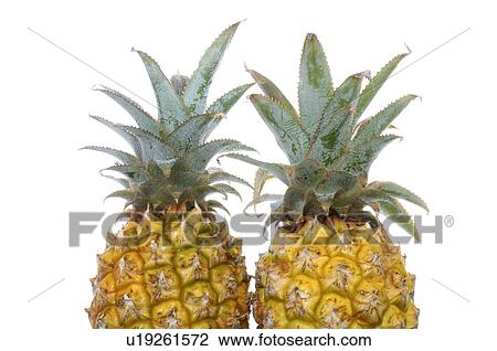Stock Image - Pineapple. Fotosearch