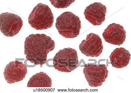 Raspberry View Large Photo Image Stock Photo - Raspberry. Fotosearch