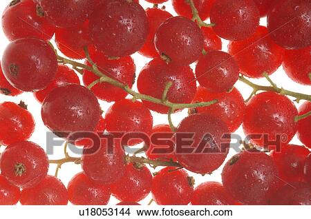 Picture - Red currant. Fotosearch