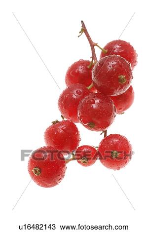 Stock Image - Red currant. Fotosearch