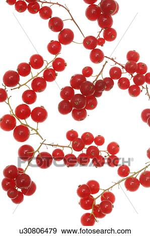 Red currant View Large Photo Image Stock Photo - Red currant. Fotosearch