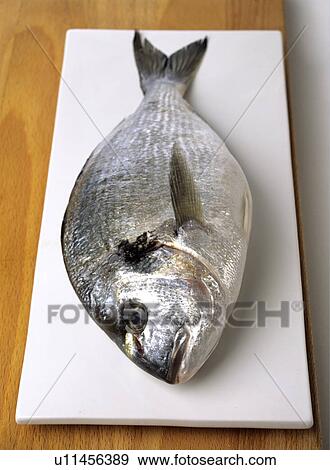 fish View Large Photo Image Stock Photo - fish. Fotosearch