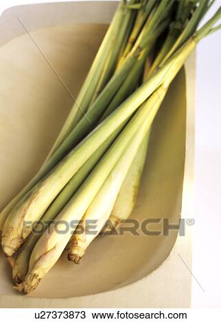 Lemon grass (Cymbopogone citratus) View Large Photo Image Stock Image - Lemon grass (Cymbopogone citratus). Fotosearch