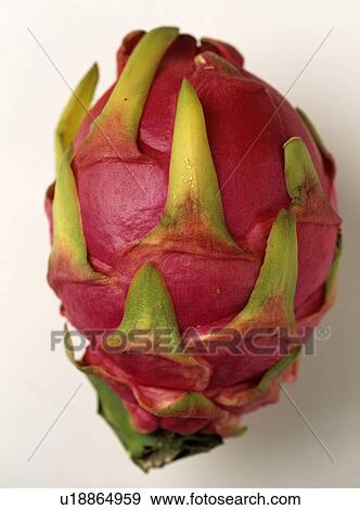 Pitaya (Hyclocereus triangularis) View Large Photo Image Stock Photo - Pitaya (Hyclocereus triangularis). Fotosearch