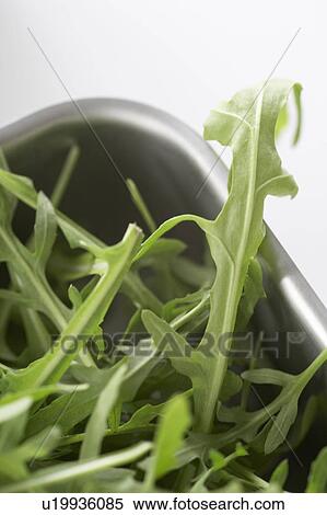 Stock Photography - Arugula rocket. Fotosearch