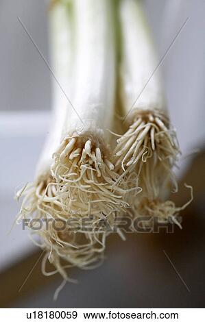 Green onions View Large Photo Image Stock Photo - Green onions. Fotosearch