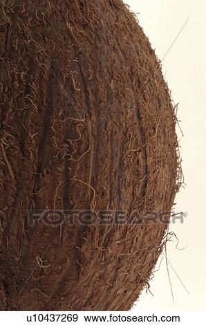 Coconut View Large Photo Image Stock Photo - Coconut. Fotosearch