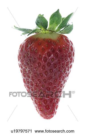 Strawberry View Large Photo Image Stock Image - Strawberry. Fotosearch