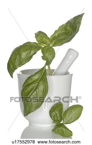 badil in glass bowl with mortar View Large Photo Image Stock Photo - badil in glass bowl with mortar. Fotosearch