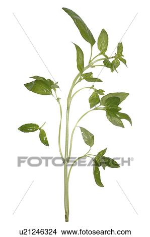 basil View Large Photo Image Picture - basil. Fotosearch
