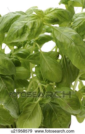 basil View Large Photo Image Stock Photo - basil. Fotosearch