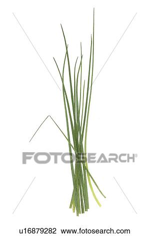Stock Image - chives. Fotosearch
