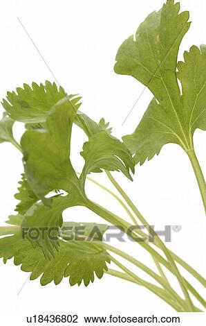 coriander View Large Photo Image Stock Image - coriander. Fotosearch
