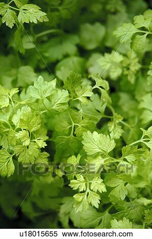 coriander View Large Photo Image Stock Photography - coriander. Fotosearch