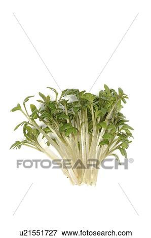 Stock Photo - cress. Fotosearch