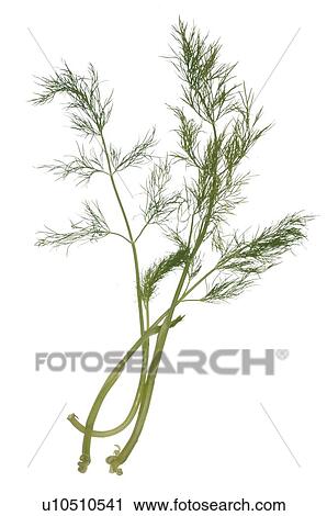 dill View Large Photo Image Stock Image - dill. Fotosearch