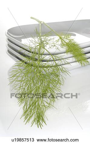 fennel, saunf on glass bowl View Large Photo Image Stock Image - fennel, saunf on glass bowl. Fotosearch