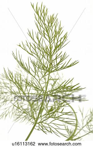 Stock Image - fennel, saunf. Fotosearch