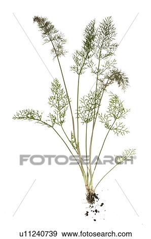 Stock Photo - fennel, saunf. Fotosearch