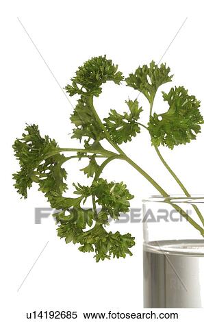 Stock Photography - frizzy parsley in waterglass. Fotosearch