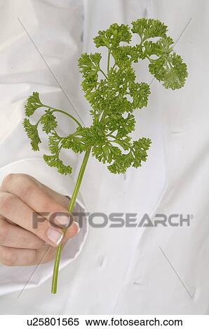 frizzy parsley View Large Photo Image Stock Photography - frizzy parsley. Fotosearch
