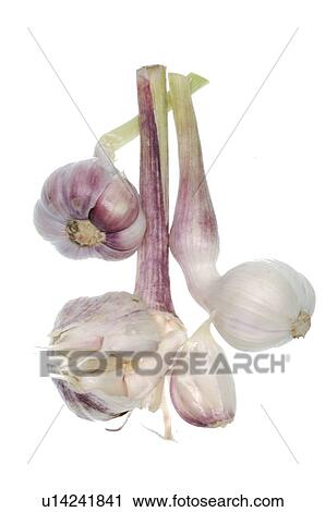 Stock Image - garlic. Fotosearch