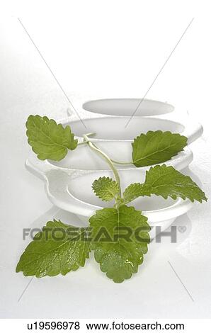 lemon balm and glassbowl View Large Photo Image Stock Photo - lemon balm and glassbowl. Fotosearch