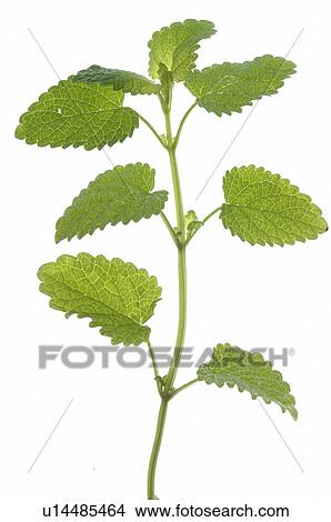 lemon balm View Large Photo Image Picture - lemon balm. Fotosearch