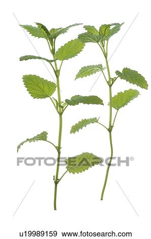 Stock Photo - lemon balm. Fotosearch